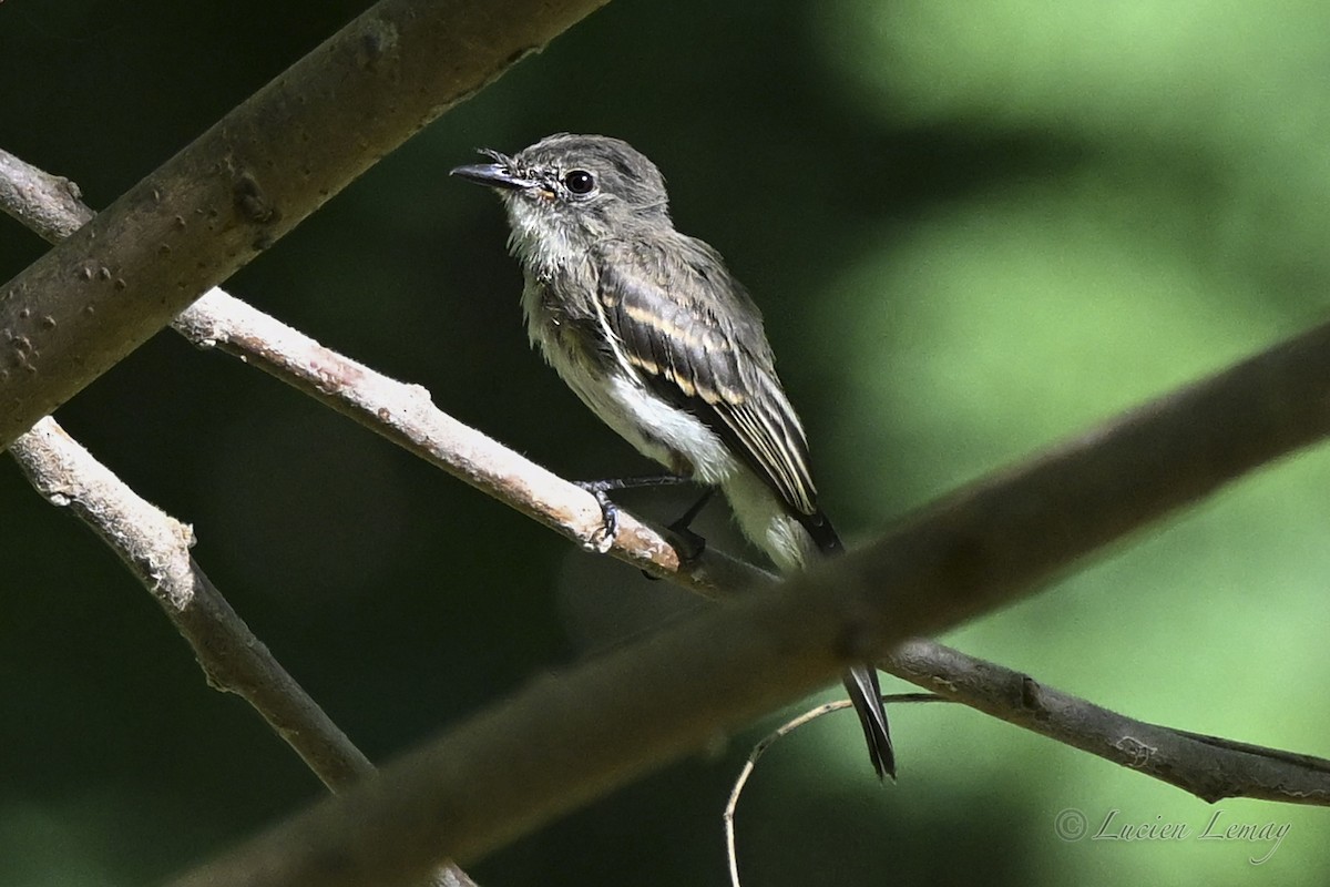 Eastern Wood-Pewee - ML643614473