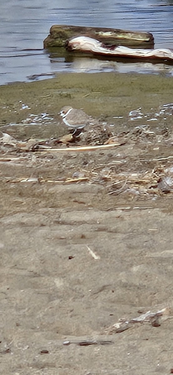 Snowy Plover - ML643614478