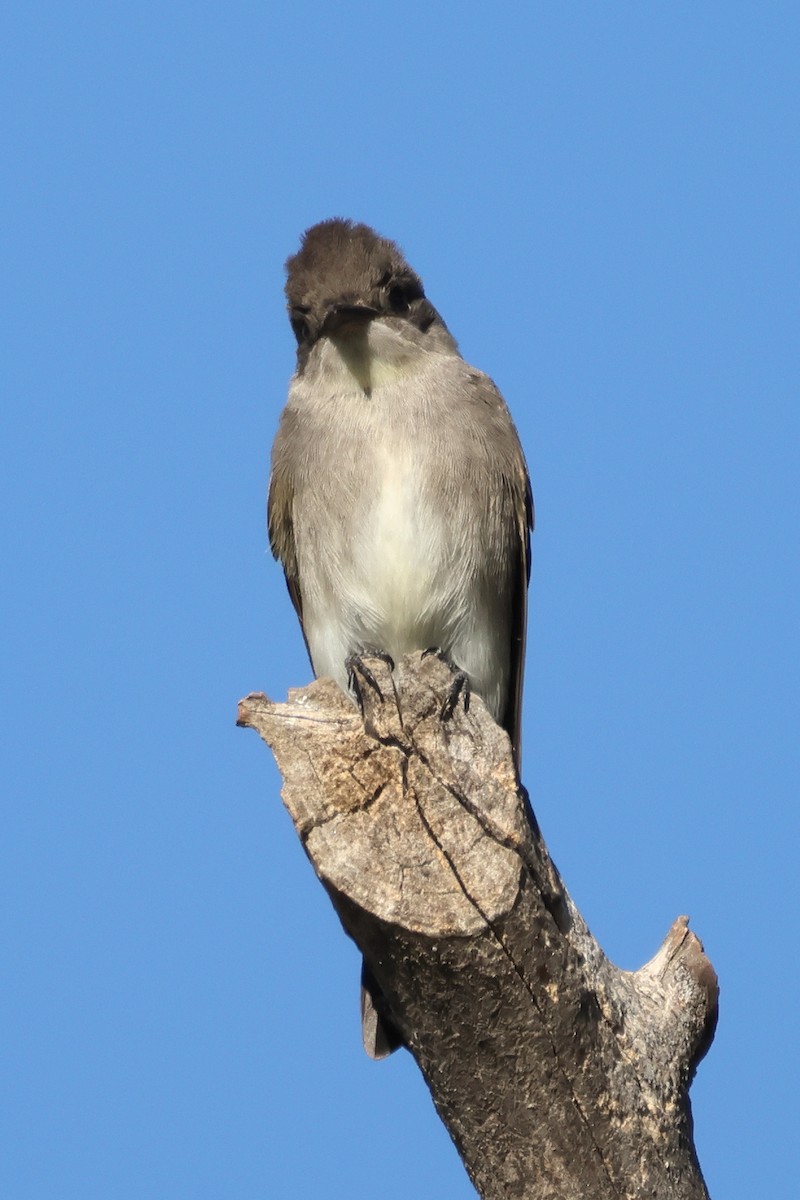 Western Wood-Pewee - ML643614494