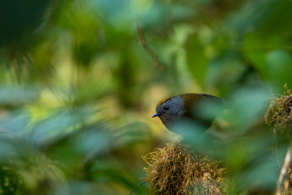 Wrenthrush - ML643614506