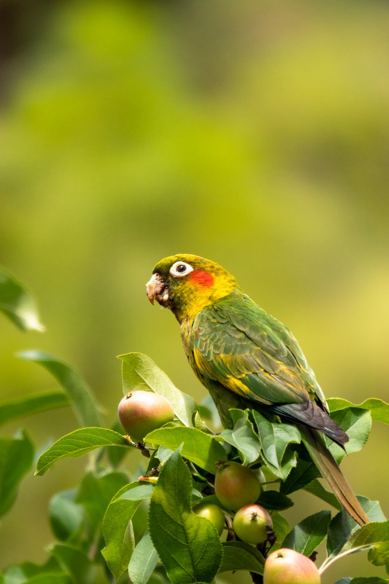 Sulphur-winged Parakeet - ML643614557