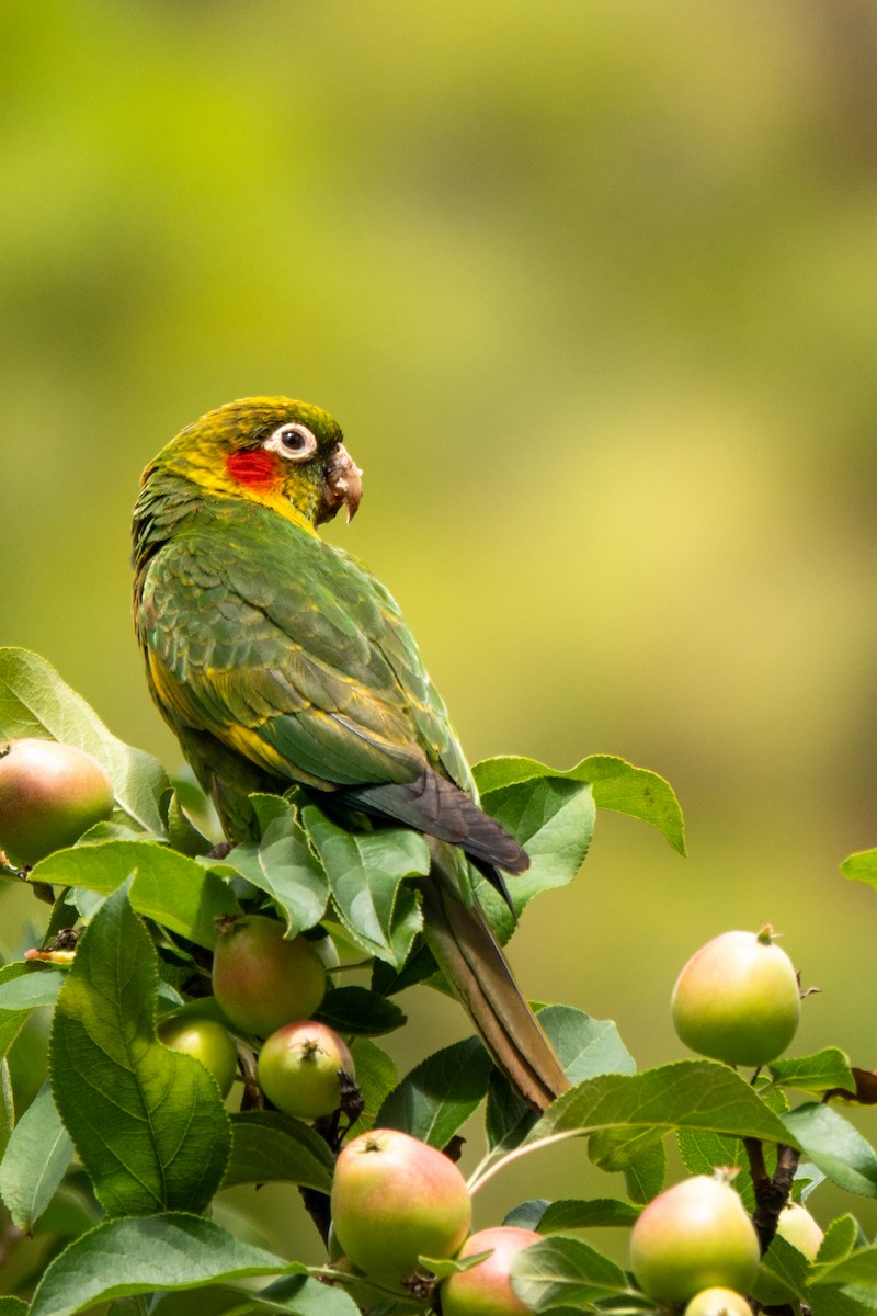 Sulphur-winged Parakeet - ML643614558
