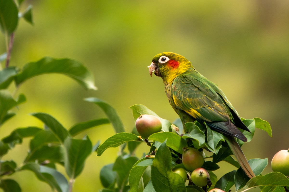 Sulphur-winged Parakeet - ML643614559
