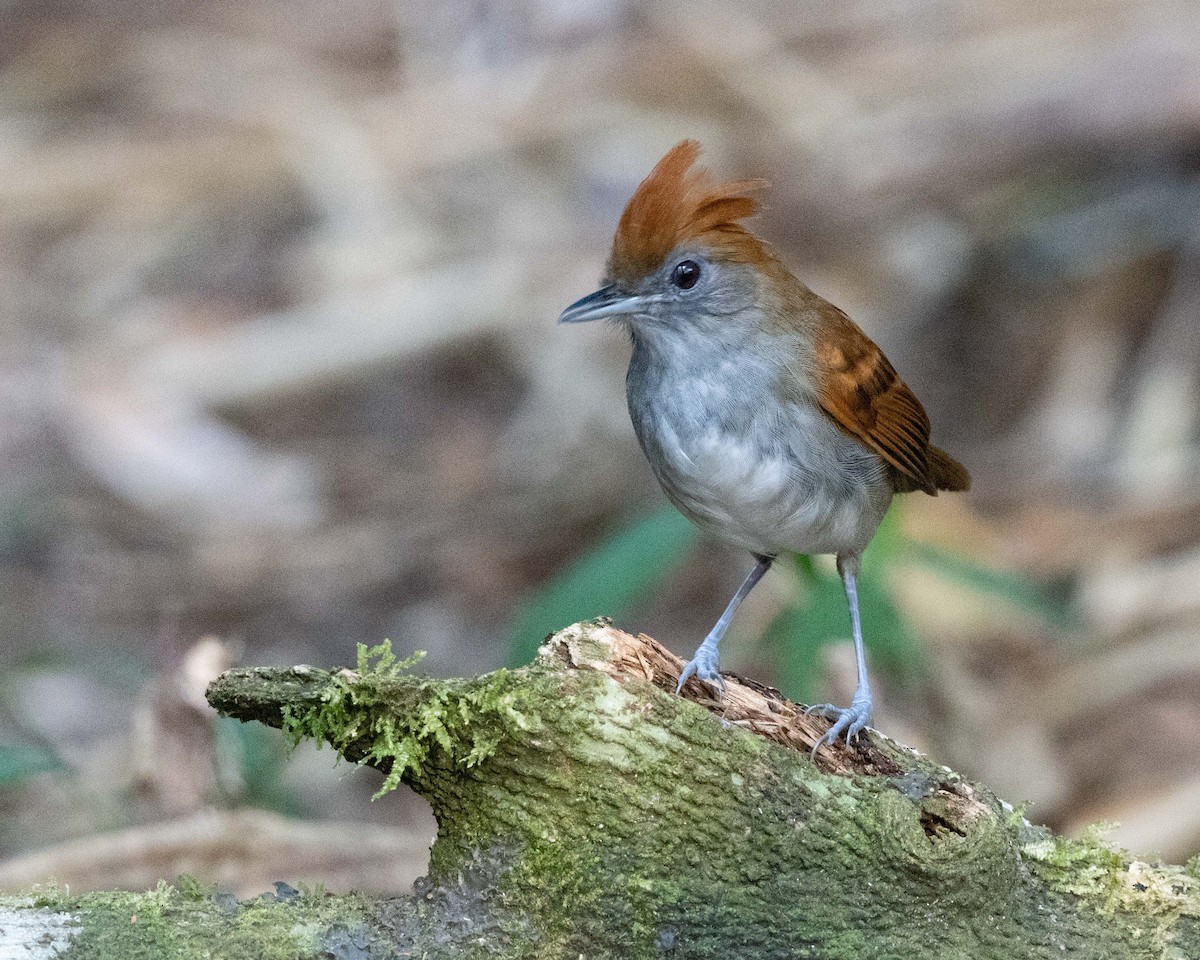 White-lined Antbird - ML643614560