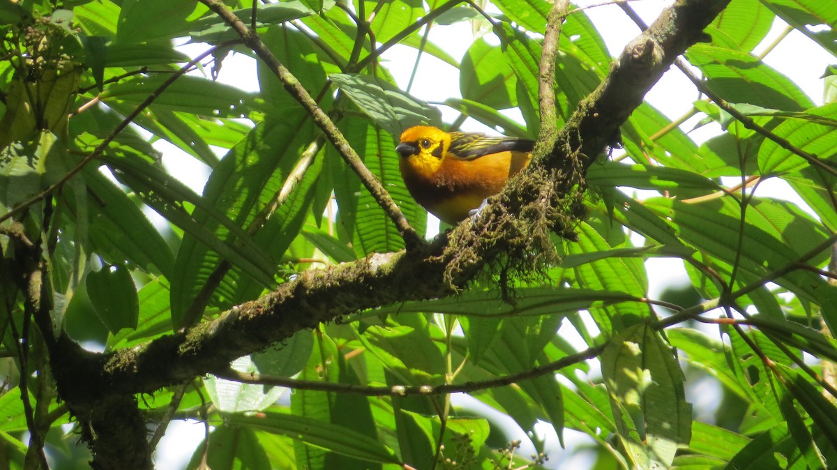 Golden Tanager - ML643614572
