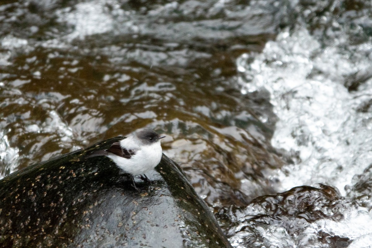 Torrent Tyrannulet - ML643614580