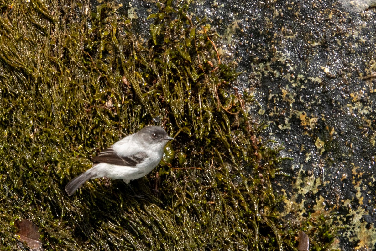 Torrent Tyrannulet - ML643614581