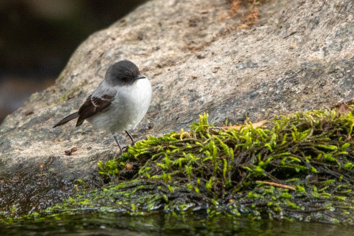 Torrent Tyrannulet - ML643614582