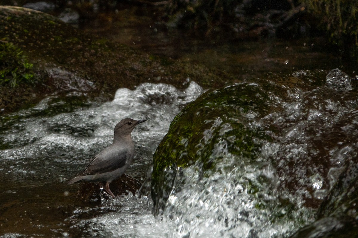 American Dipper - ML643614619