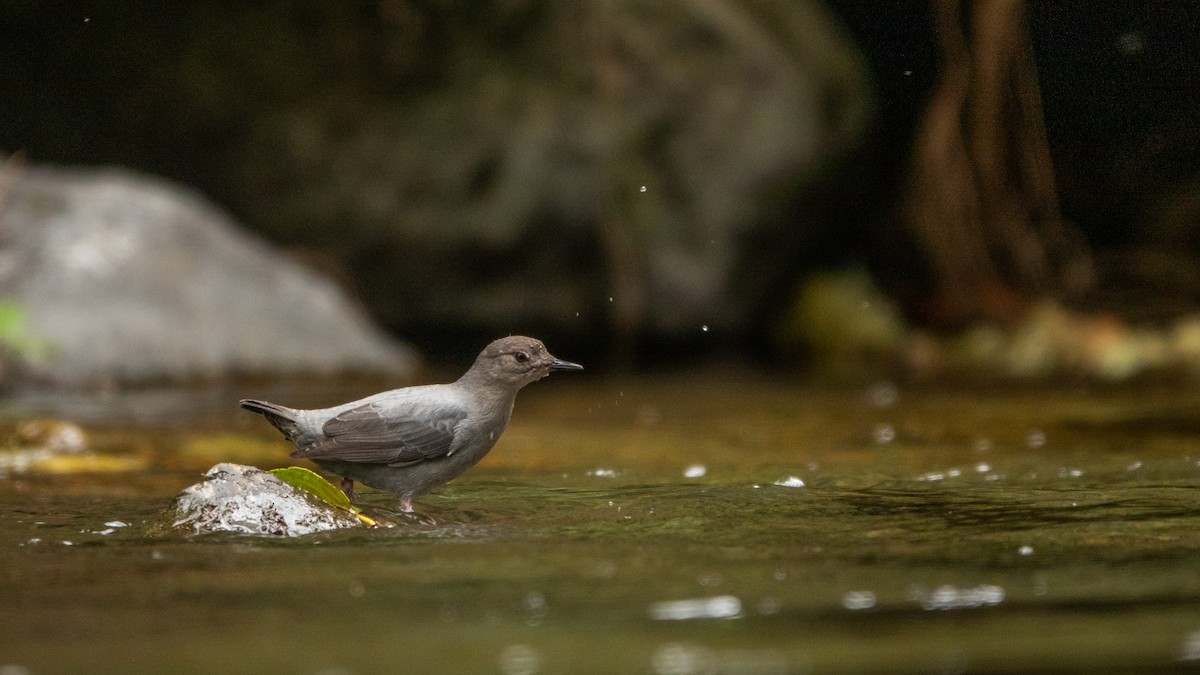 American Dipper - ML643614620