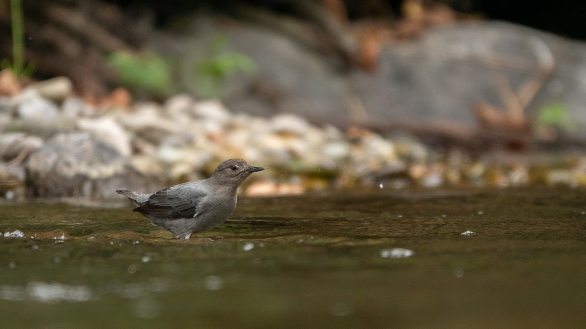 American Dipper - ML643614621