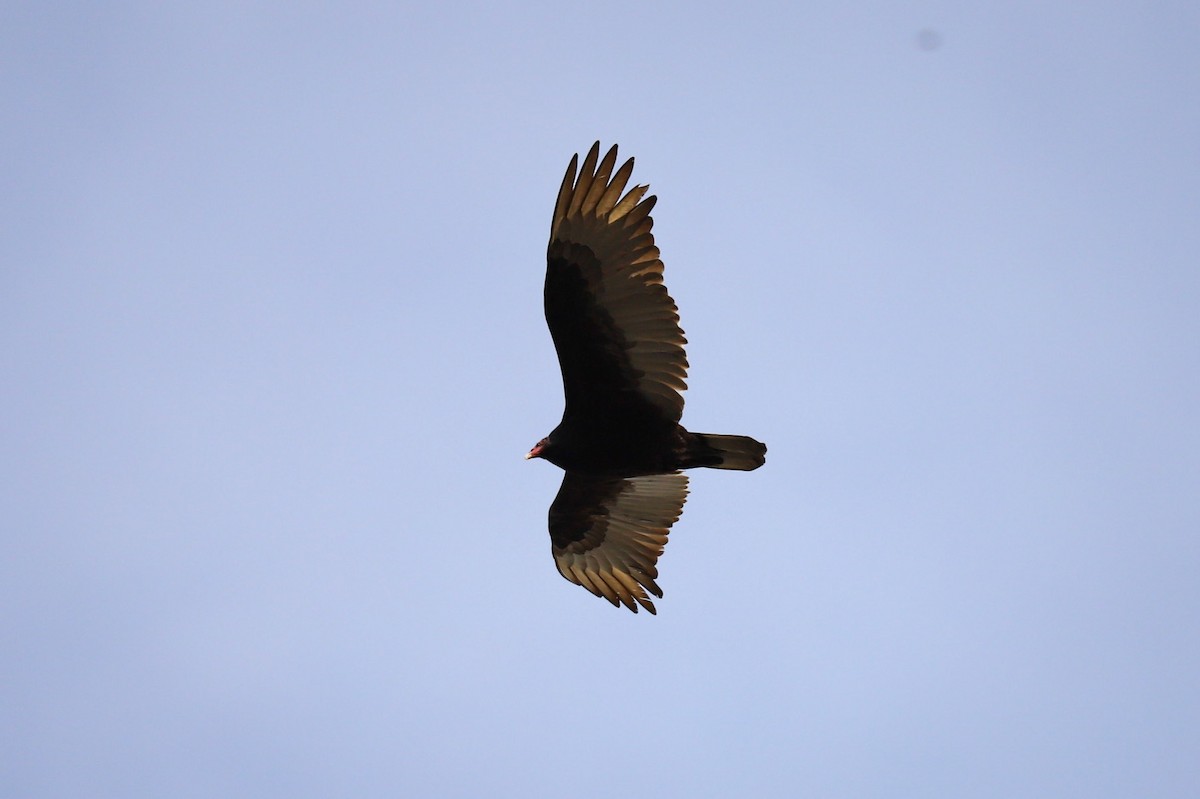 Turkey Vulture - ML643614623