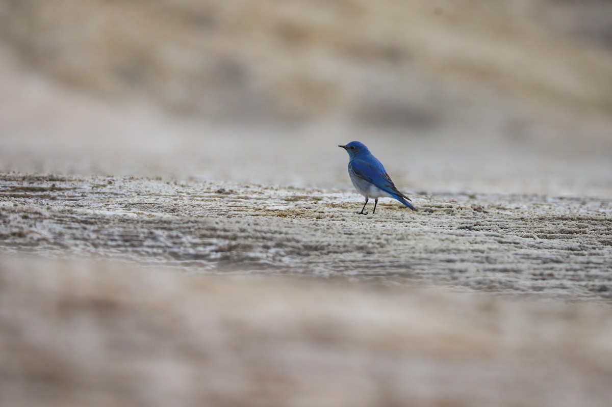 Mountain Bluebird - ML643614634