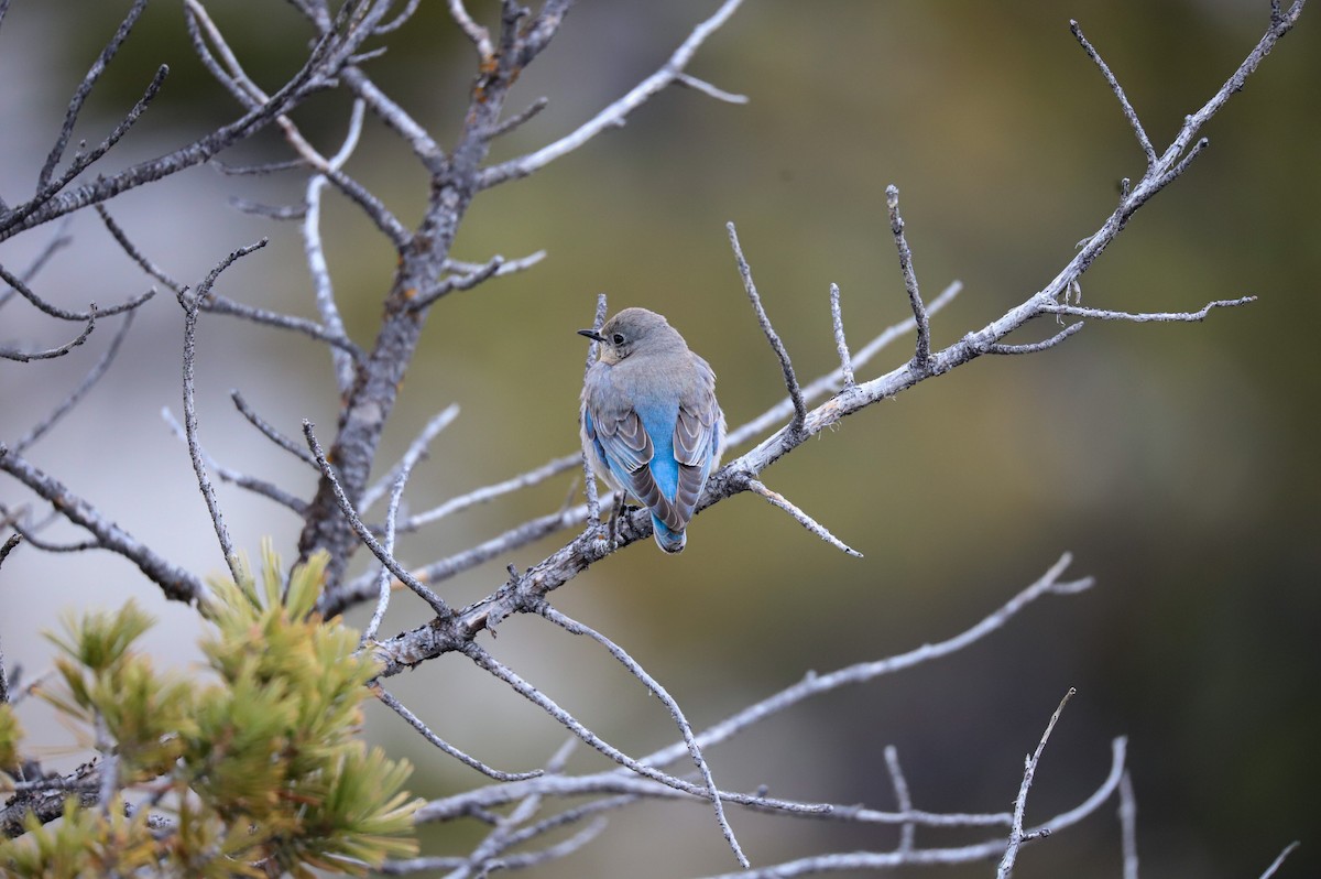 Mountain Bluebird - ML643614635