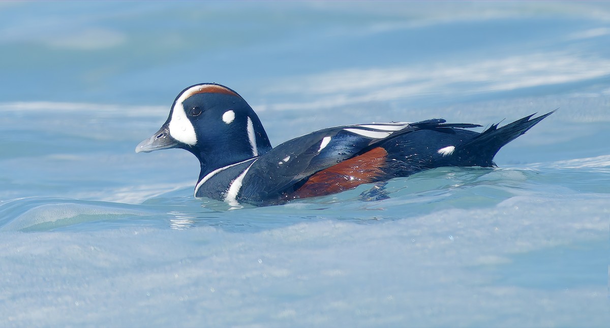 Harlequin Duck - ML643614657