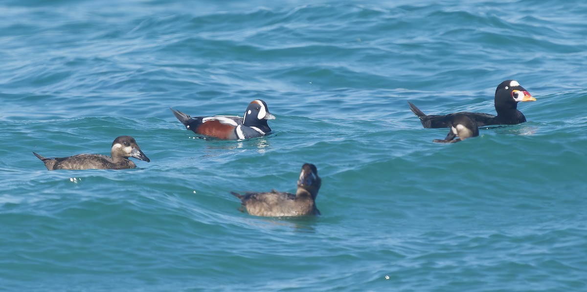Harlequin Duck - ML643614664