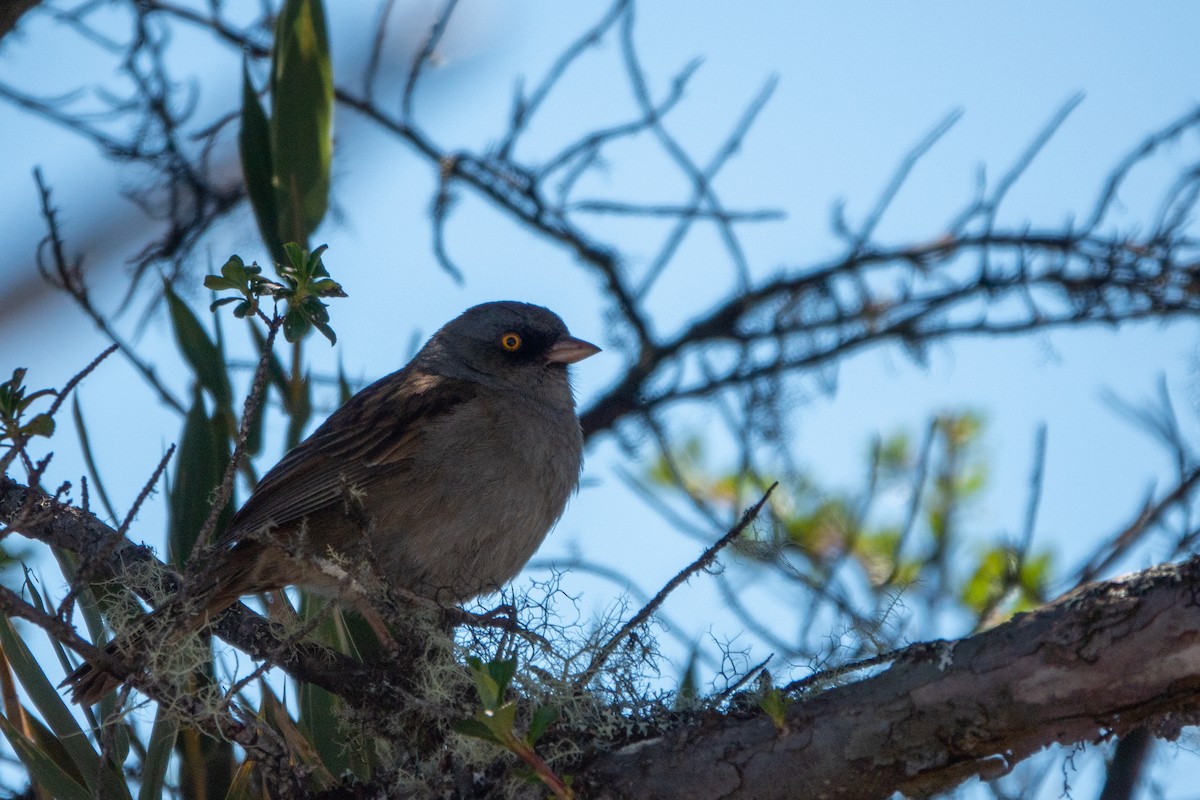 Volcano Junco - ML643614666