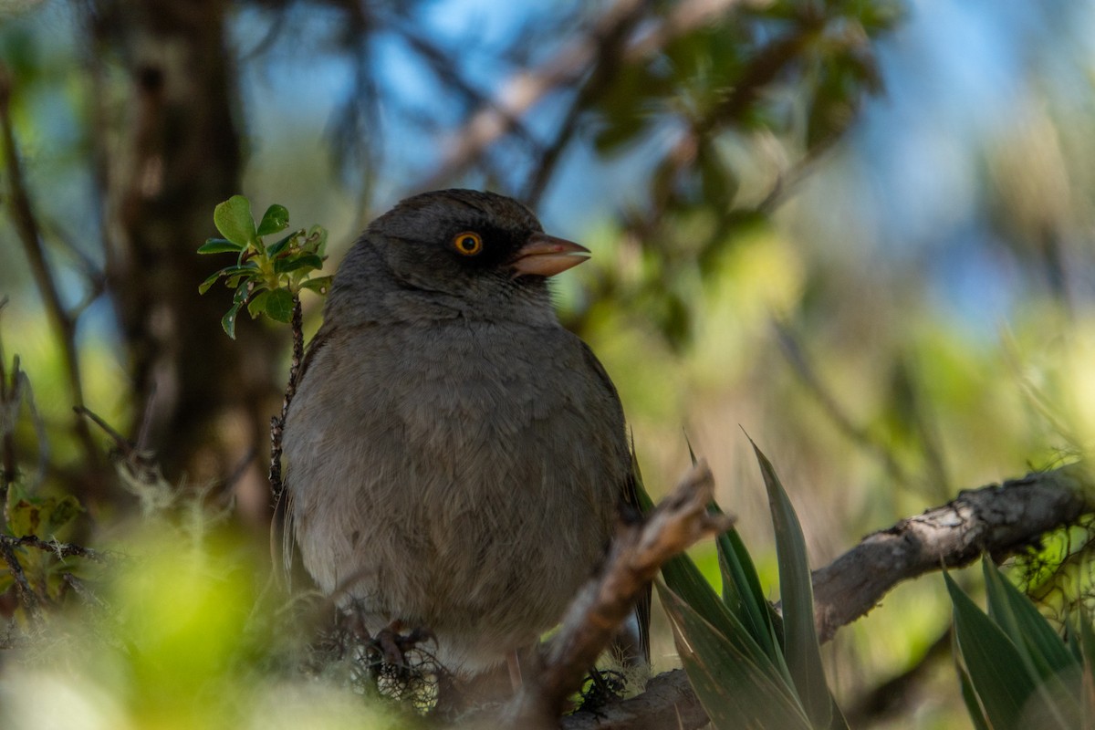 Volcano Junco - ML643614667