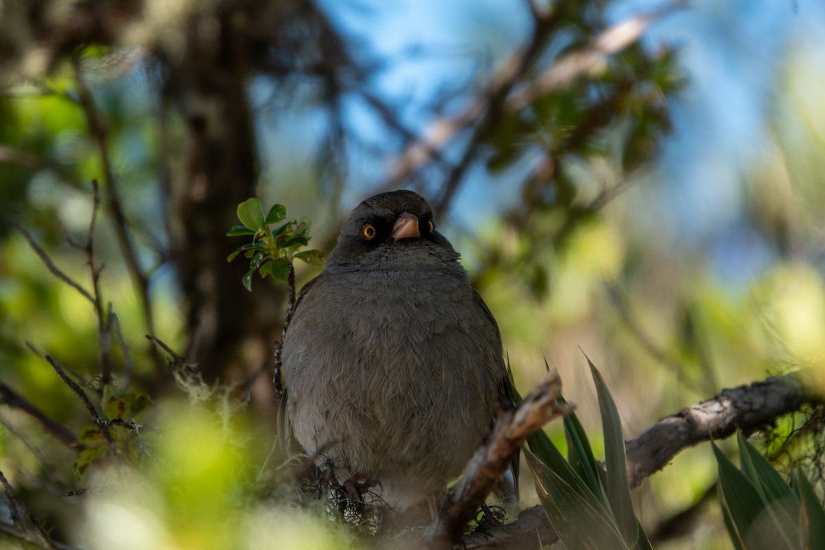 Volcano Junco - ML643614668