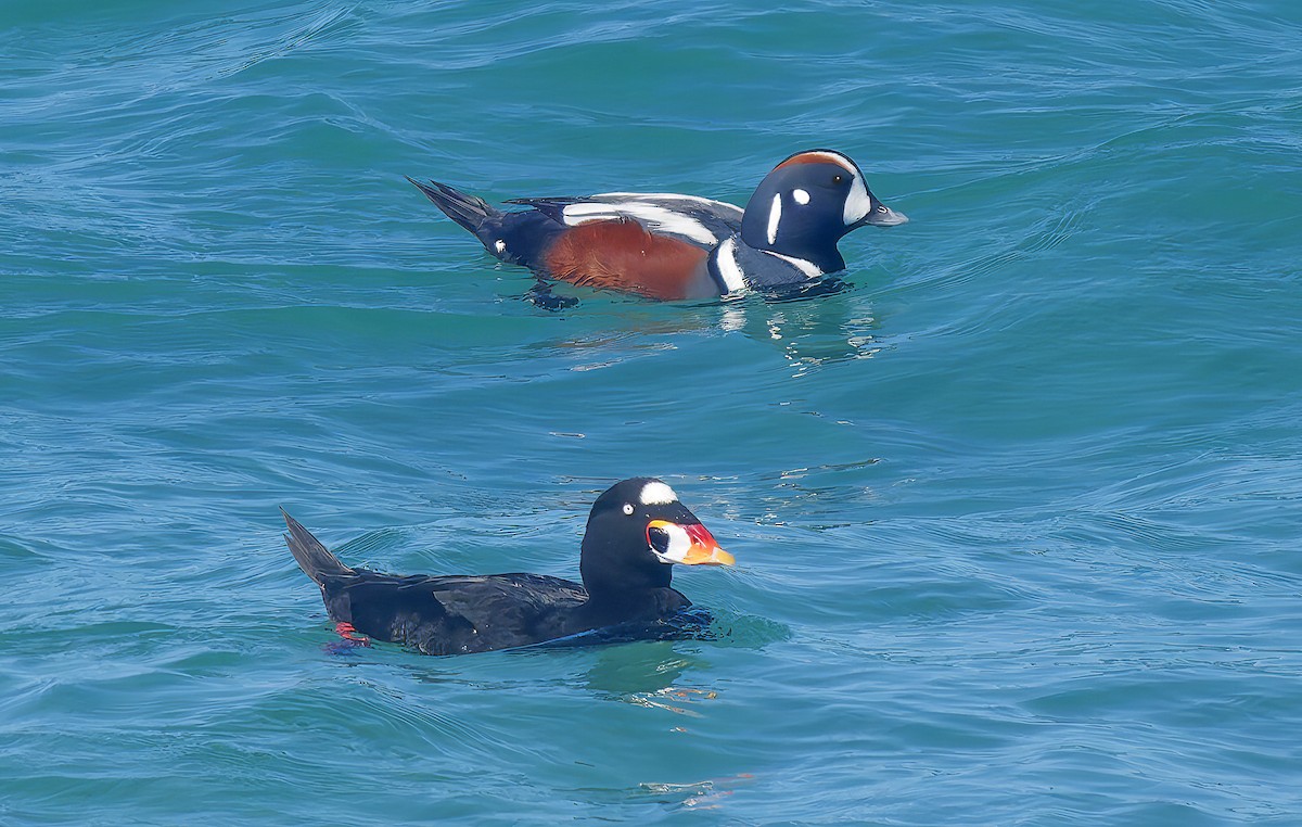Harlequin Duck - ML643614677