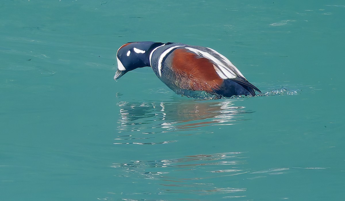 Harlequin Duck - ML643614683