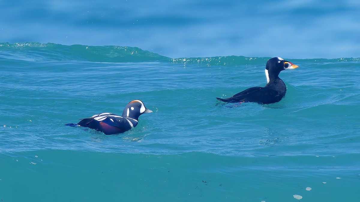 Harlequin Duck - ML643614690