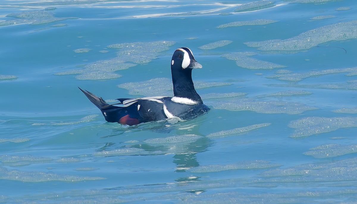 Harlequin Duck - ML643614695
