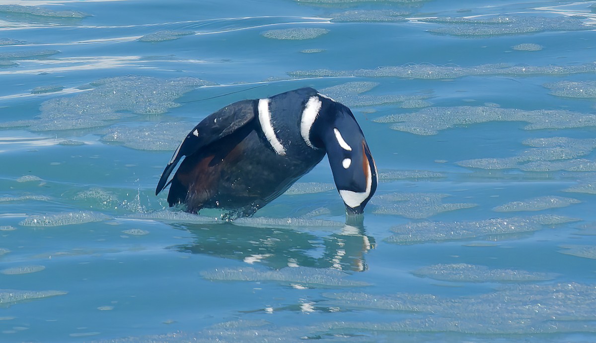 Harlequin Duck - ML643614696