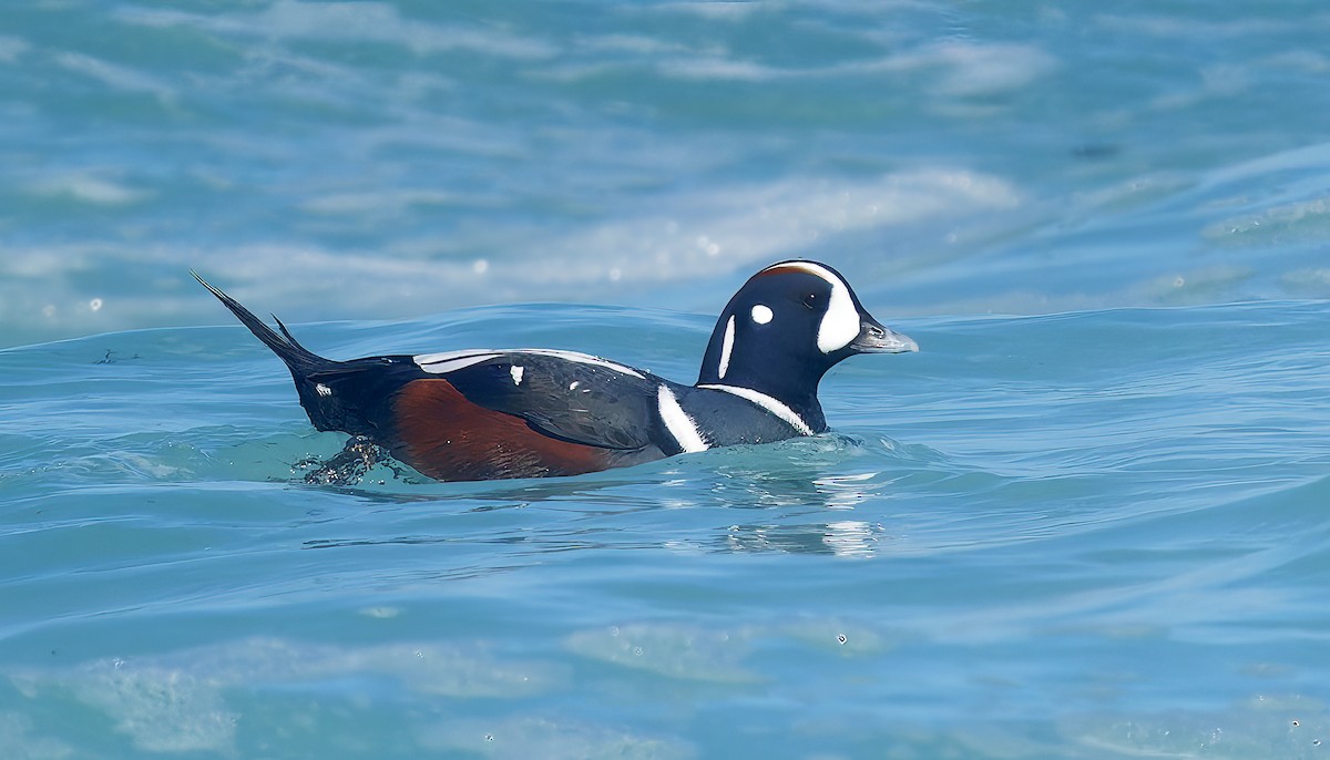 Harlequin Duck - ML643614701