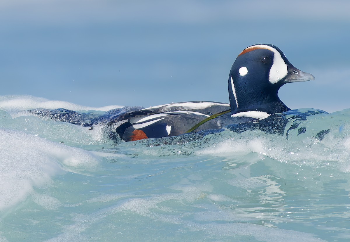 Harlequin Duck - ML643614704