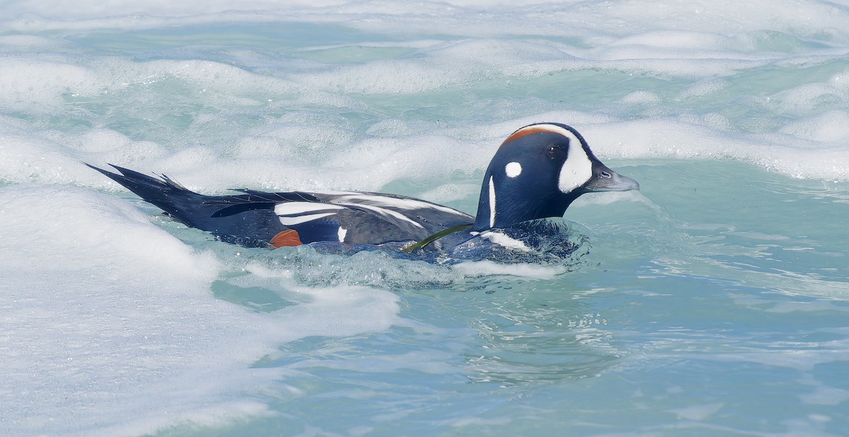 Harlequin Duck - ML643614705
