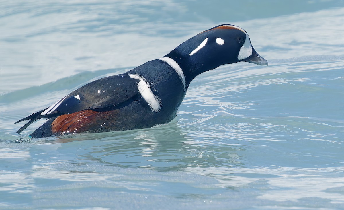 Harlequin Duck - ML643614718