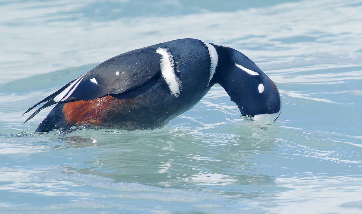 Harlequin Duck - ML643614719