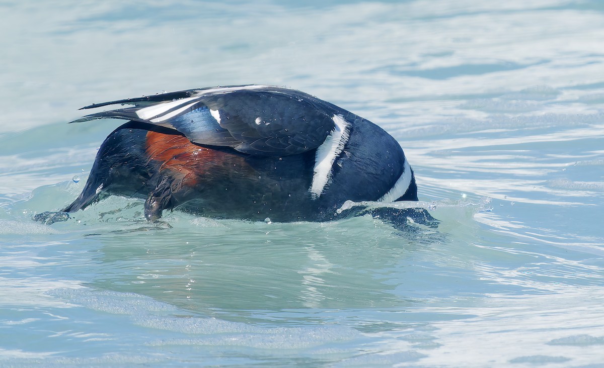 Harlequin Duck - ML643614720