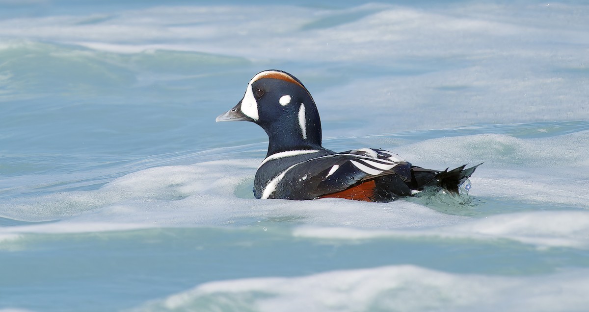 Harlequin Duck - ML643614724