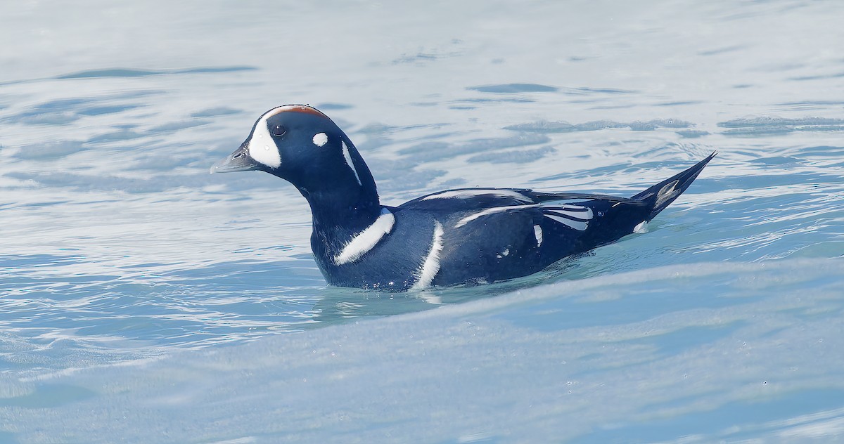 Harlequin Duck - ML643614728