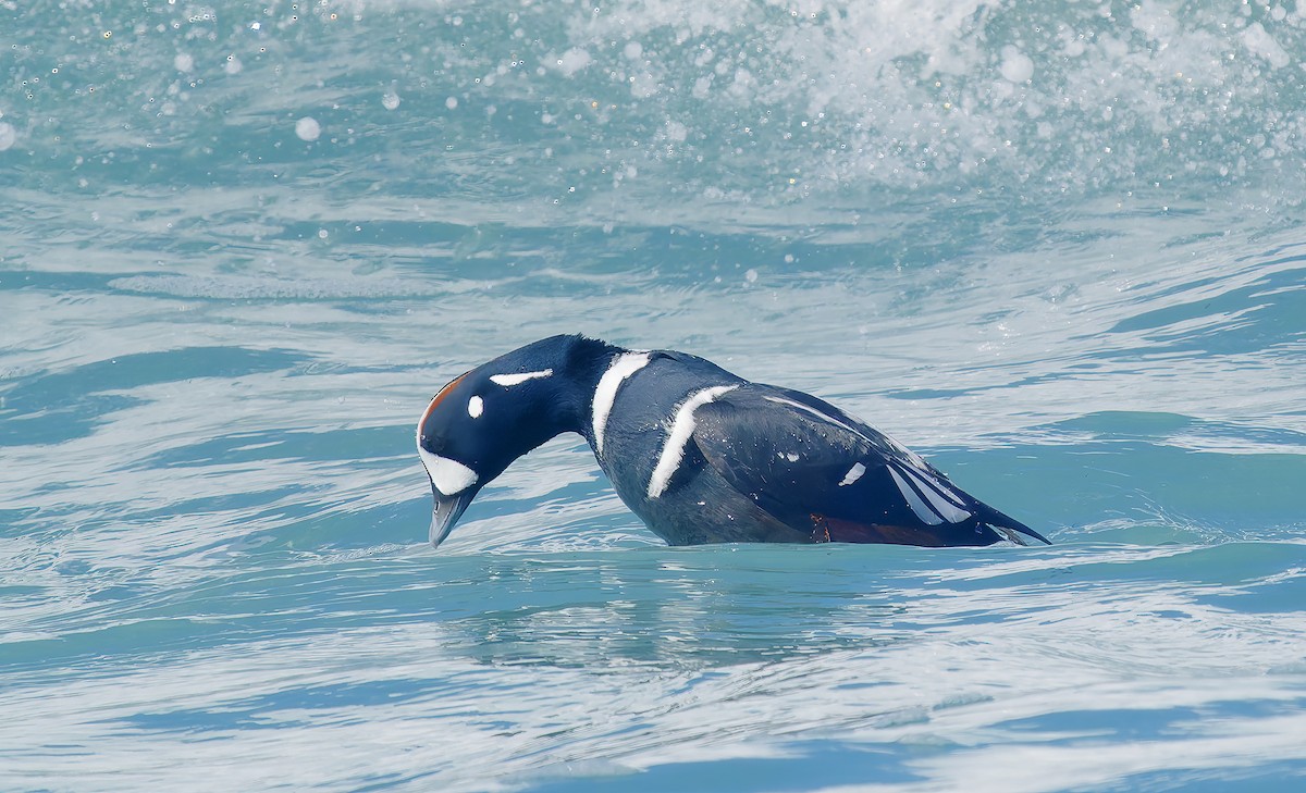 Harlequin Duck - ML643614732