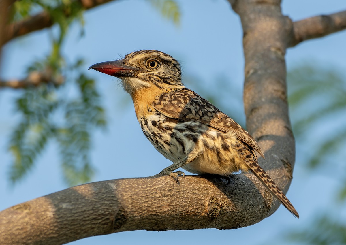 Tamatia tamajac - ML643614744
