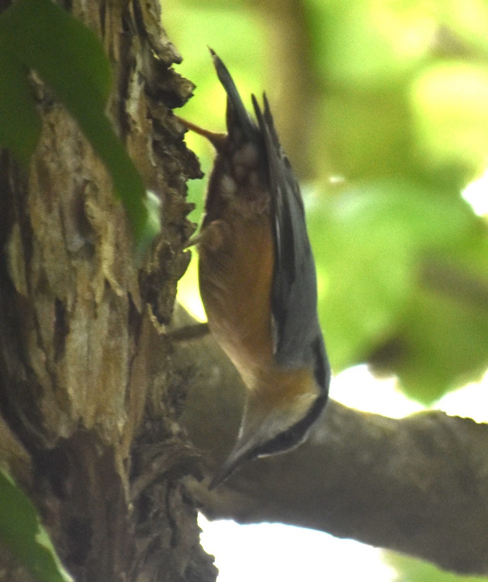 Eurasian Nuthatch - ML643614768