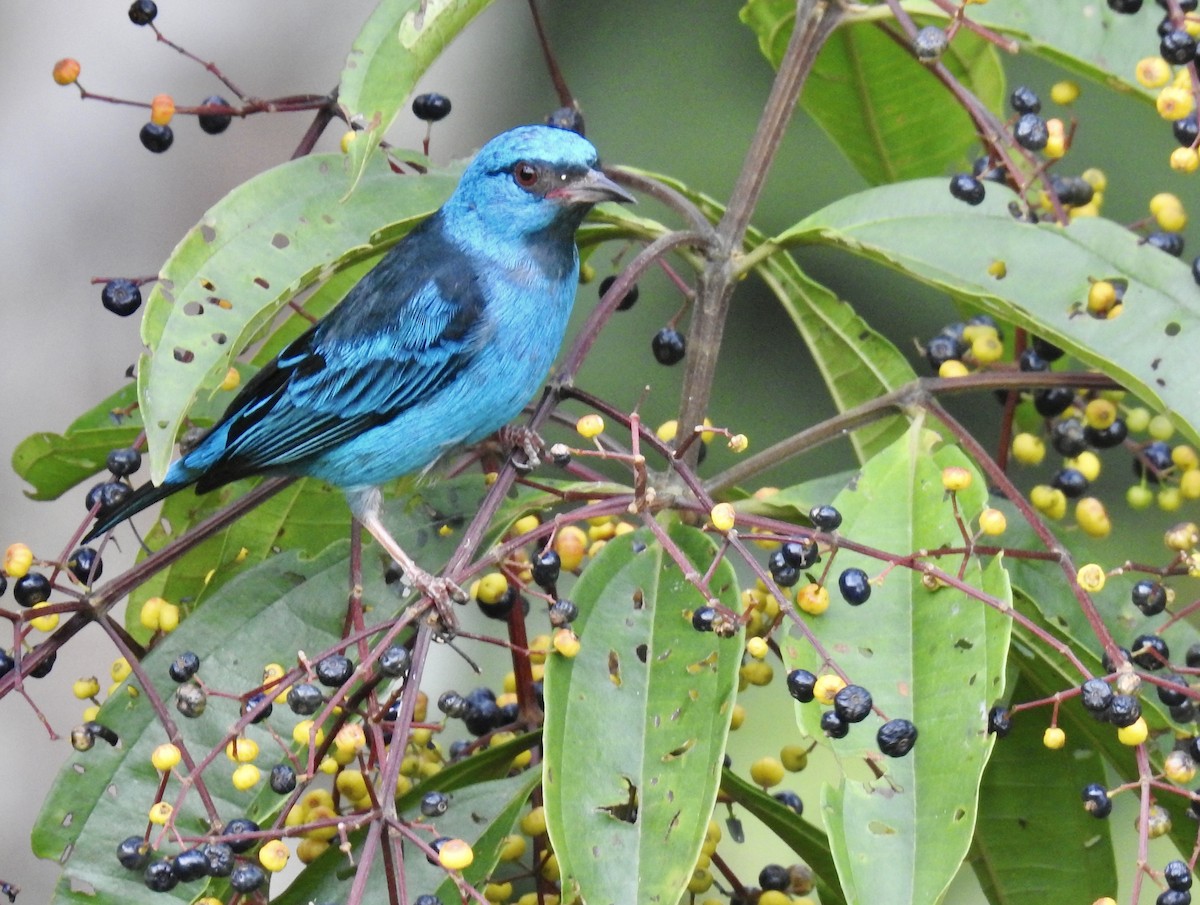 Blue Dacnis - ML643614769