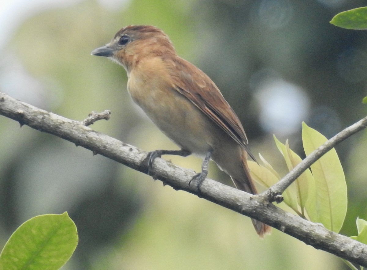 Cinnamon Becard - ML643614770