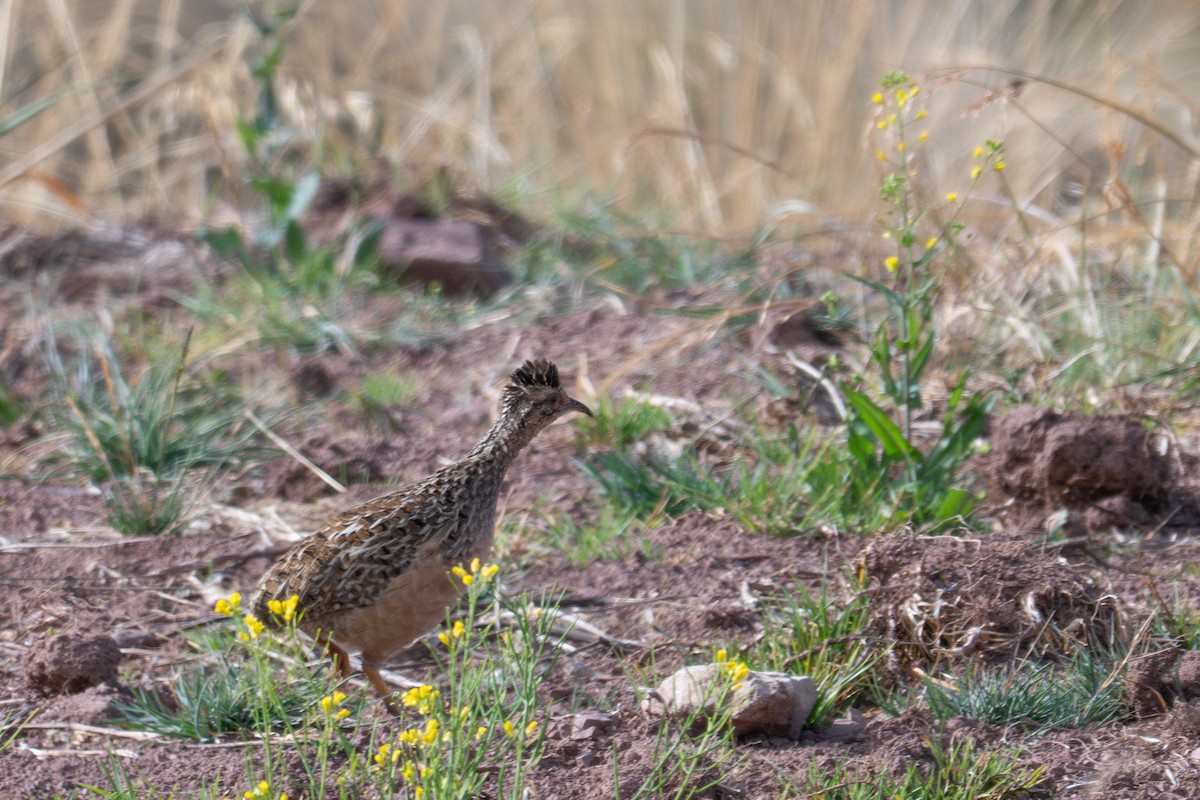 Tinamú Andino - ML643614778