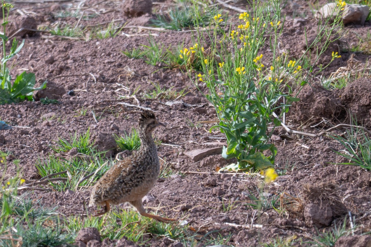 Tinamú Andino - ML643614779
