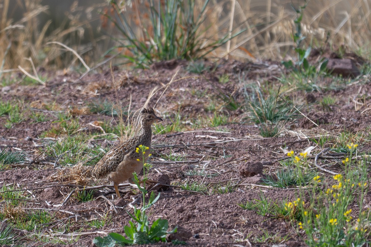 Tinamú Andino - ML643614780
