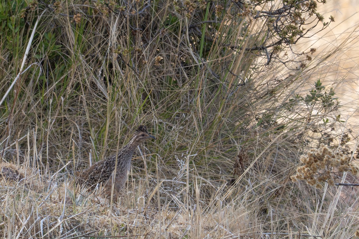 Tinamú Andino - ML643614781