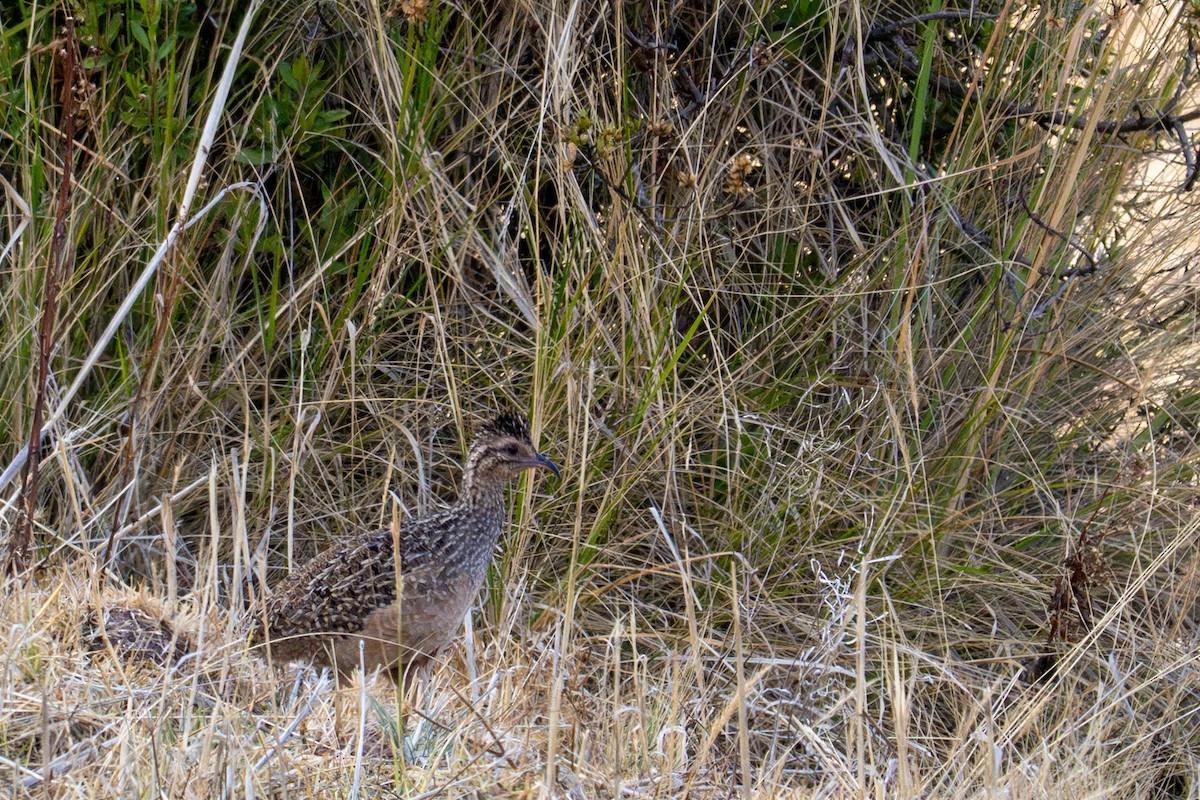 Tinamú Andino - ML643614782