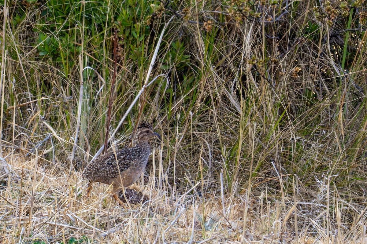Tinamú Andino - ML643614783