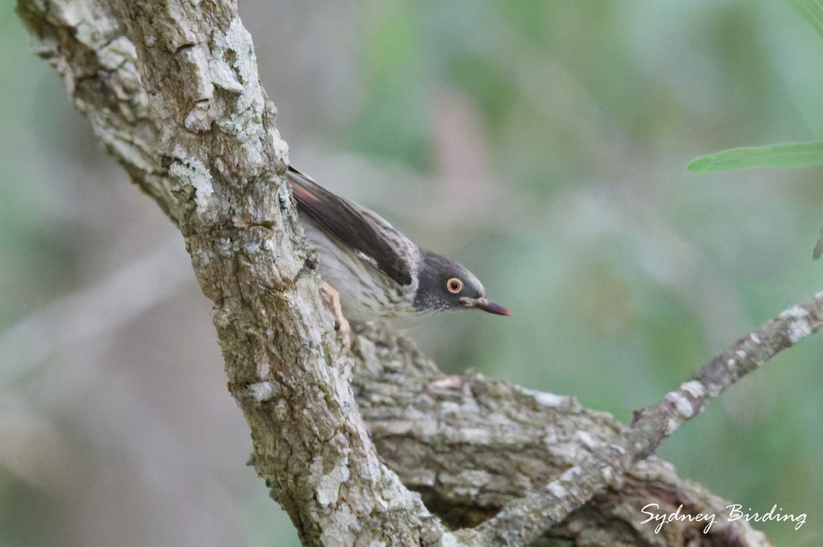 Varied Sittella - ML643614791