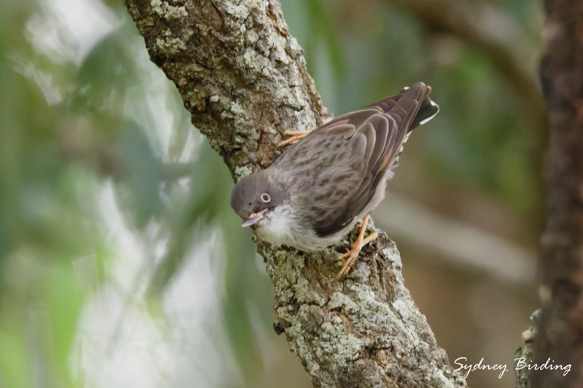 Varied Sittella - ML643614792
