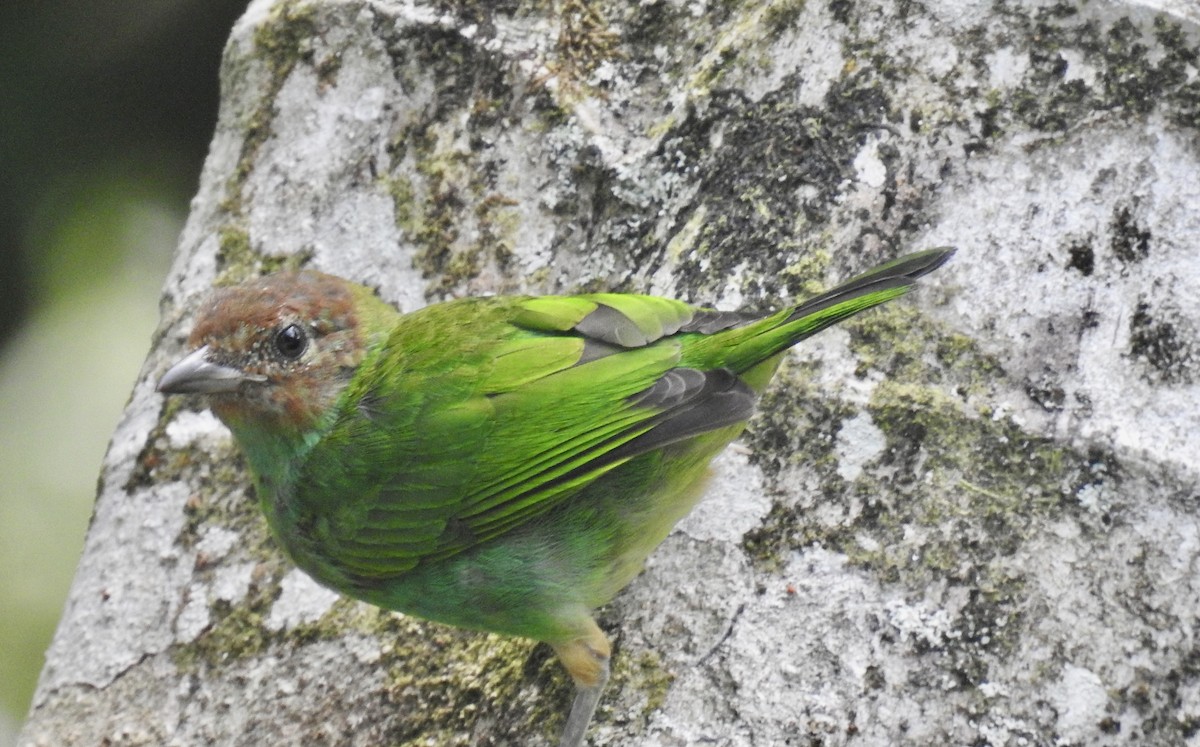 Bay-headed Tanager - ML643614807